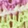 Rainbow Stripe