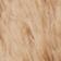 Maple