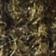 Olive Camo