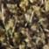 Olive Camo