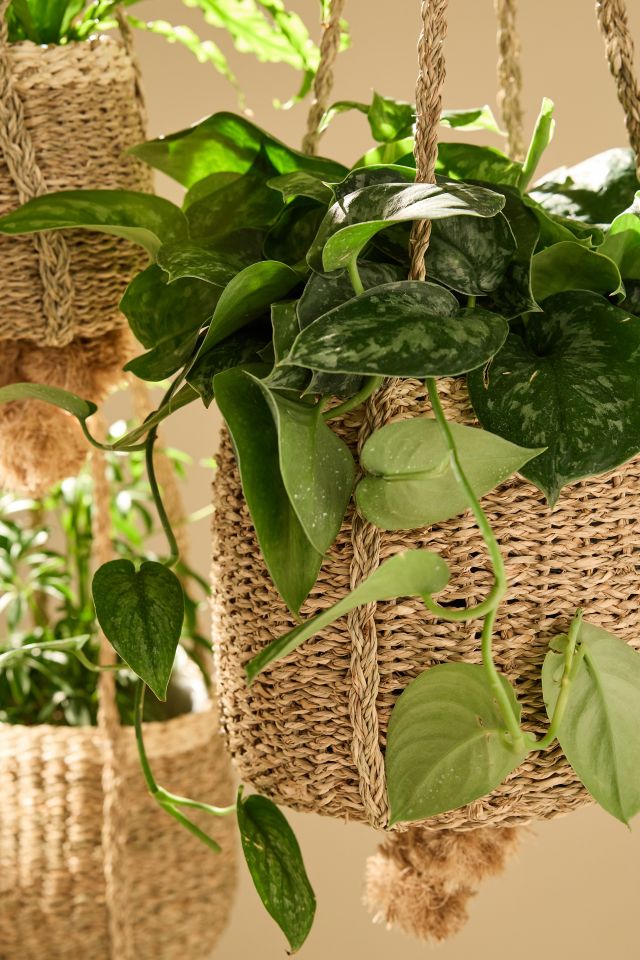 Seagrass Rattan Hanging Basket Planter Set #1