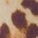 Animal Print
