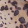 Animal Print