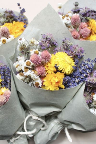 House Plants | Succulents, Indoor Plants + Dried Flowers