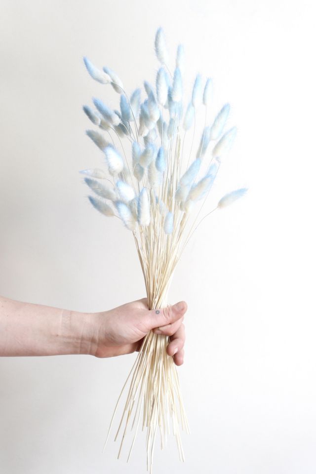 Roxanne’s Dried Flowers Bunny Tail Grass #1
