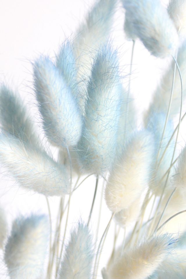 Roxanne’s Dried Flowers Bunny Tail Grass #2