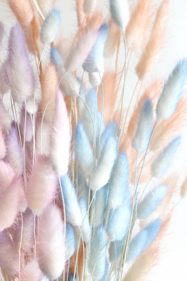 Roxanne’s Dried Flowers Bunny Tail Grass #3