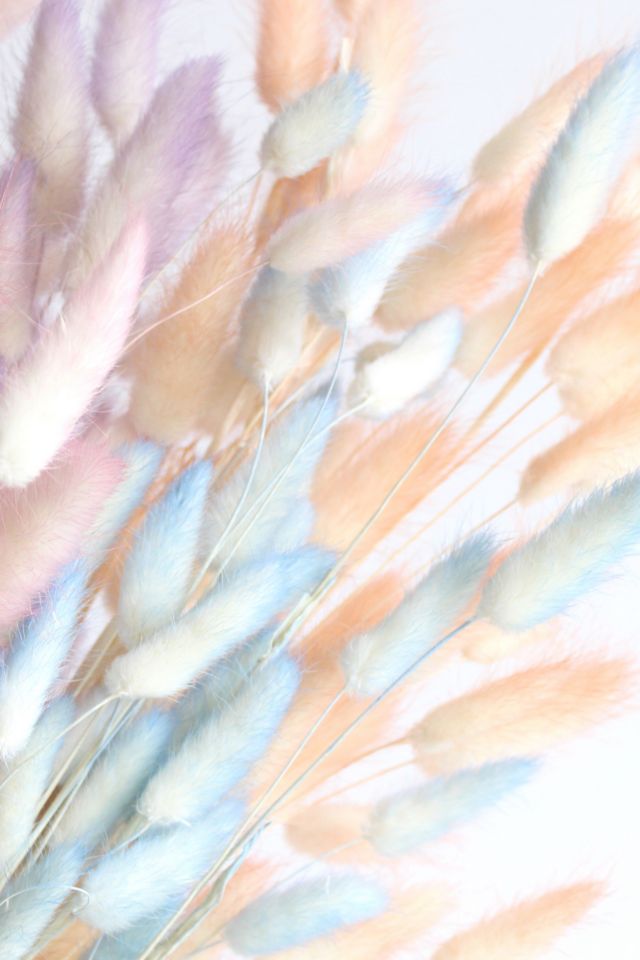 Roxanne’s Dried Flowers Bunny Tail Grass #4