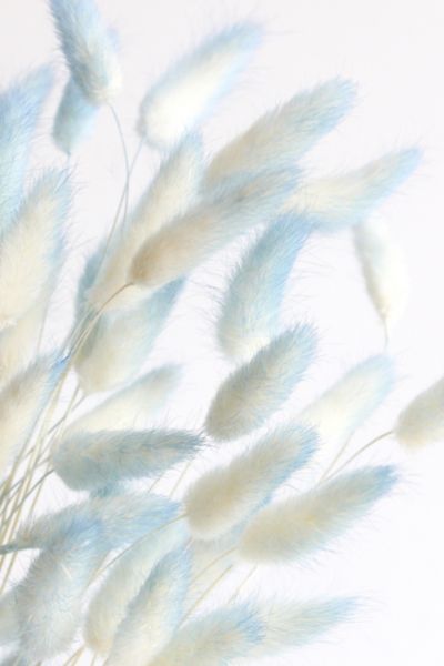 House Plants | Succulents, Indoor Plants + Dried Flowers