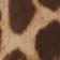 Leopard Print