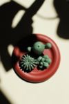 Friends Peephole Frame Succulent Planter