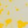 White w/ Yellow Accents