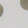 Birch Dot