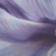 Abstract Orchid