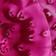 Éclaboussure Florale Magenta