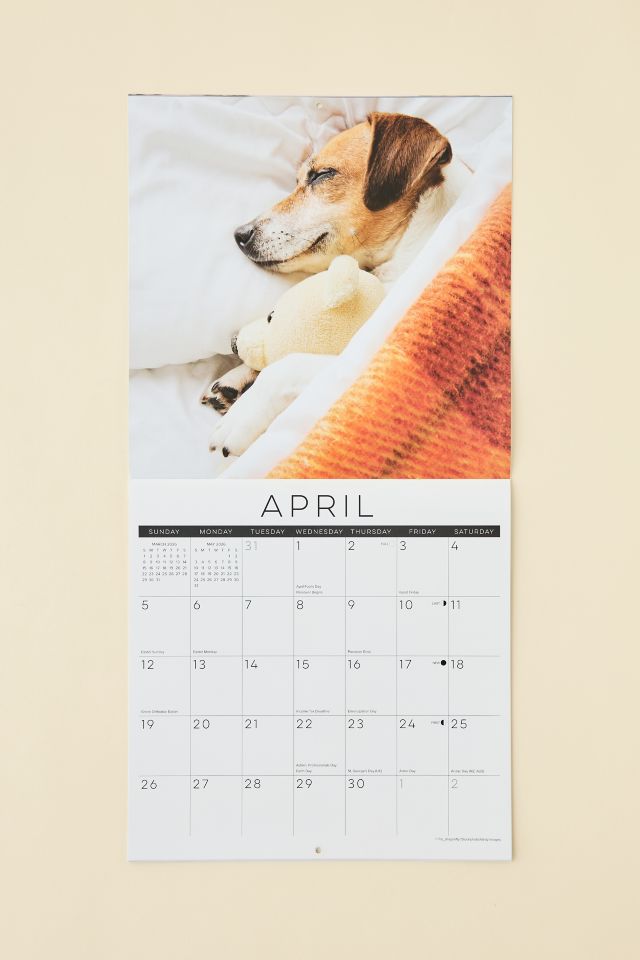 Dog Nap 2026 Wall Calendar #1