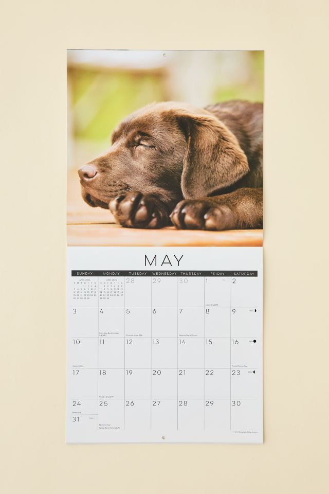 Dog Nap 2026 Wall Calendar #2