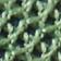 Oregano/Dark Olivine