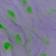 Purple/Green MIx