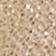 Sea Shell