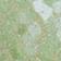 Moss Green