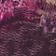 Abstract Rose Pink Plum