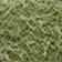 Wild Fern-Calming Green