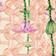 Pink/Green