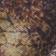 Brown Multi