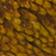 Yellow ground