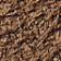 Brown Pattern