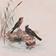 Assorted