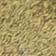 Golden Glitz