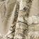 Realtree Camo