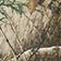 Realtree Camo