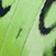 Lime Butterfly