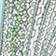 Paisley Aqua