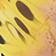 Butterfly Yellow