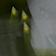 Green Butterfly