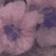 Floral Mauve