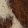 Cow Print