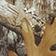 Realtree Camo