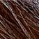 Blue Tip Brown