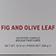 Fig & Olive Leaf