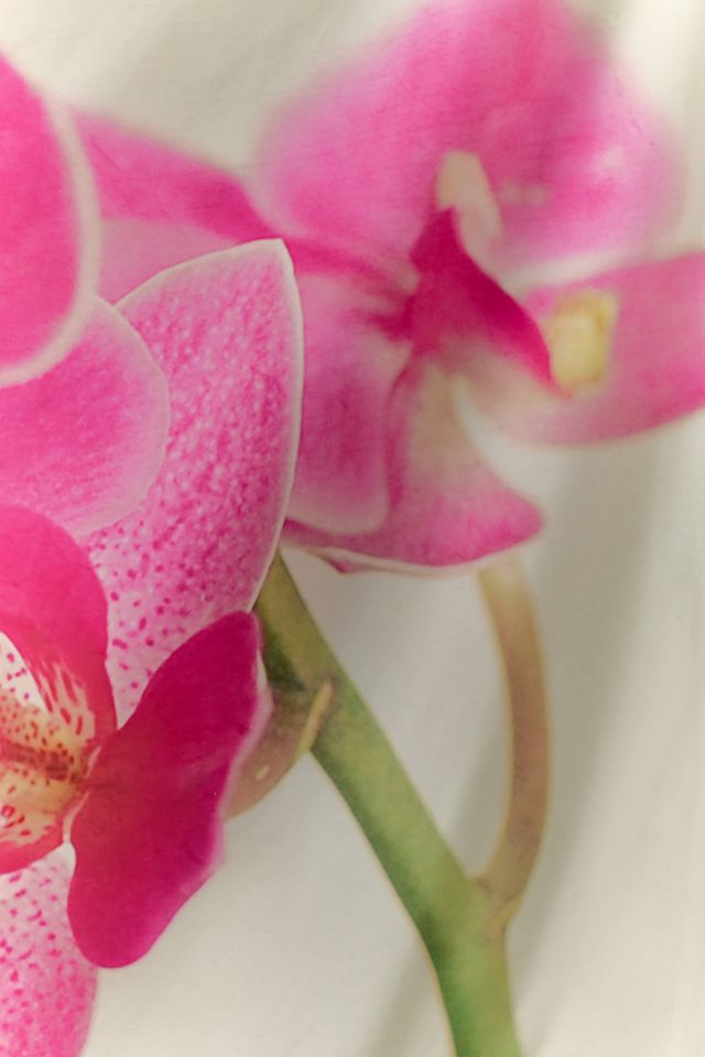 Pink Orchid Flower Tapestry #2