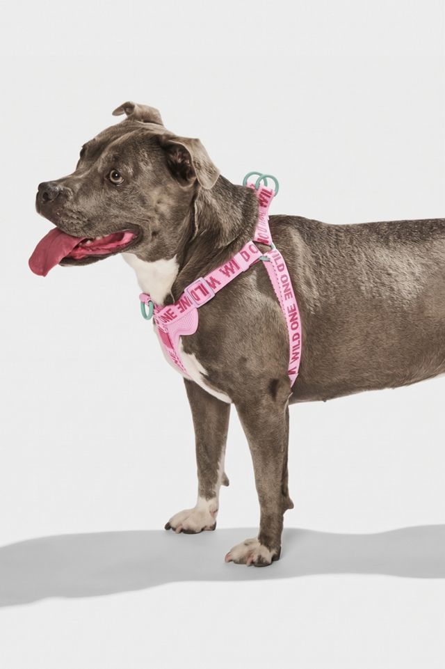 Wild One Step-in Harness #1