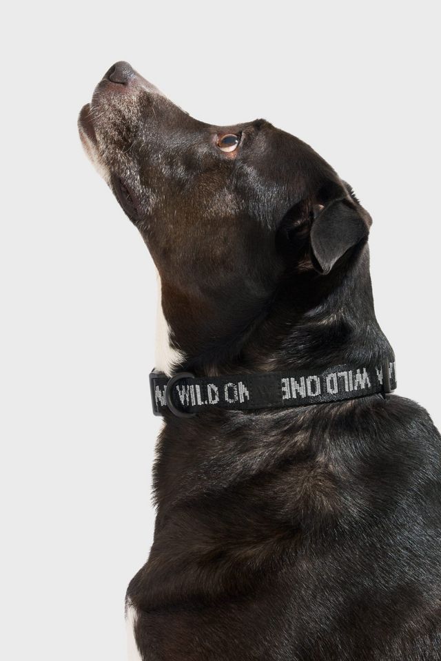 Wild One Quick-Release Dog Collar #1