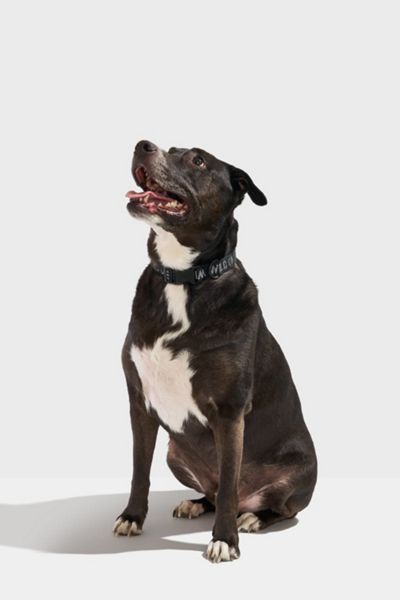 Wild One Quick-Release Dog Collar