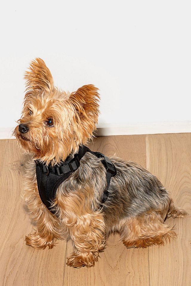 Wild One Cushioned Dog Harness #1