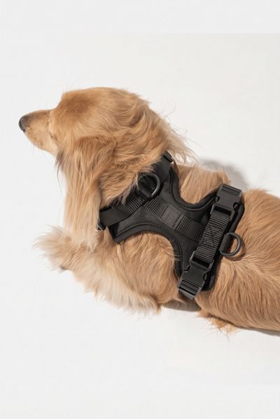 Wild One Cushioned Dog Harness